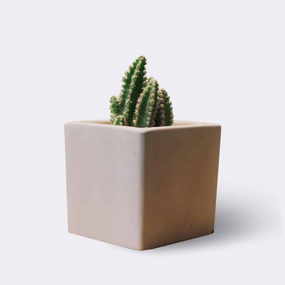 Home-2 Cactus2 Free Img