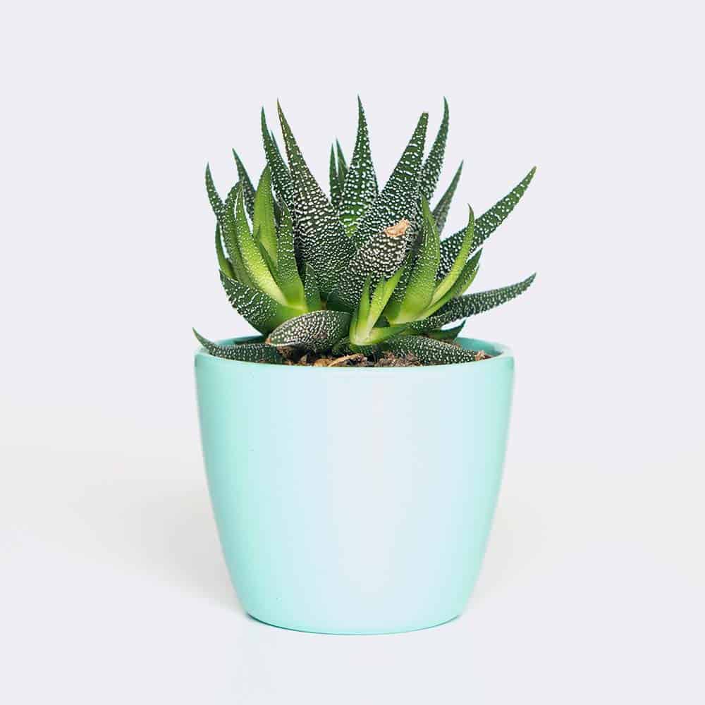 Home-2 Plant6 Free Img